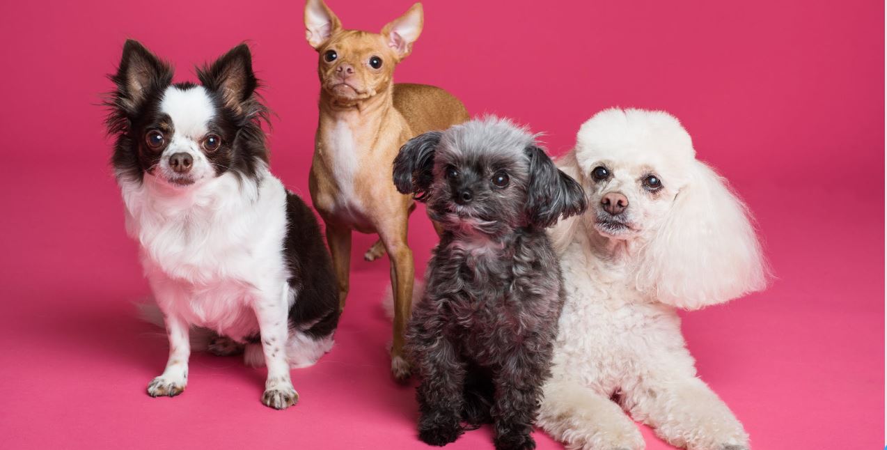 pink background and four different breed puppies